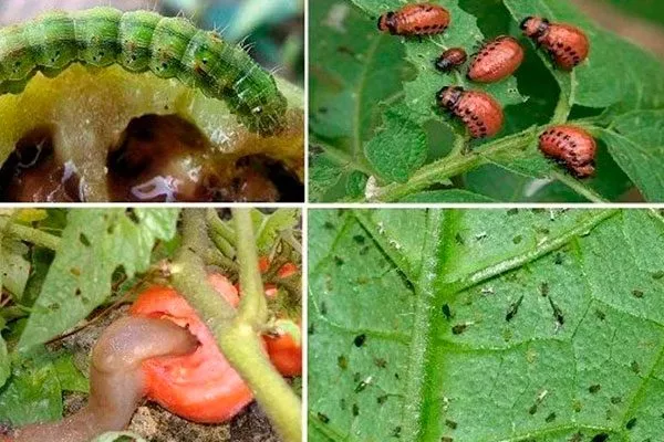 Болезни, вредители