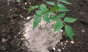 Борьба с болезнями и вредителями