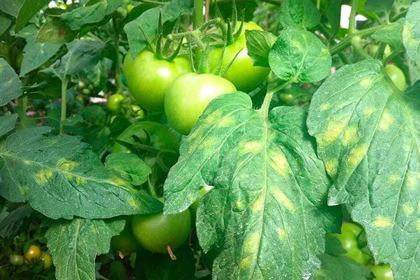 Борьба с вредителями и болезнями