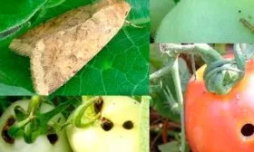 Борьба с вредителями и болезнями