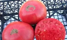 Brandywine Pawer’s Strain (Брэндивайн линия Повера)