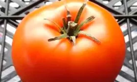 Brandywine Yellow Platfut (Брендивайн Жёлтый Плэтфут)