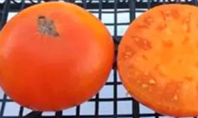 Brandywine Yellow “TradeWindsFruit” (Брэндивайн жёлтый «ТрэйдВиндсФрут»)