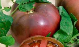 Брендивайн Блэк – самый популярный сорт в России