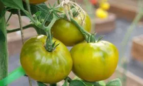 Описание плодов