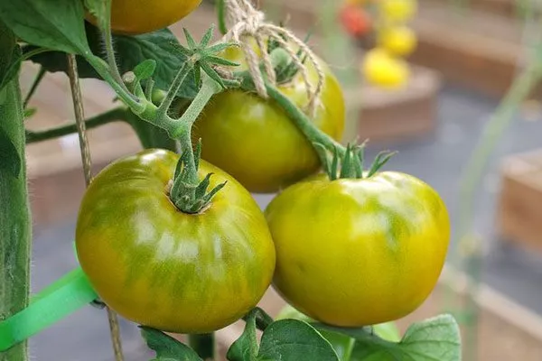 Описание плодов