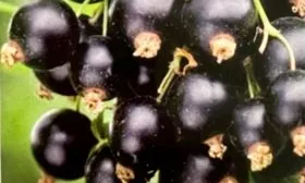 Чёрная смородина Ожерелье