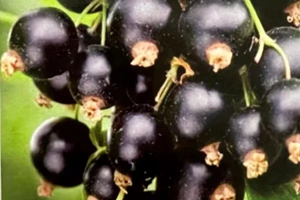 Чёрная смородина Ожерелье