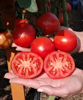 Описание и характеристики2