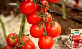 Устойчивость к заболеваниям и вредителям