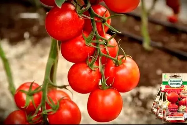 Устойчивость к заболеваниям и вредителям