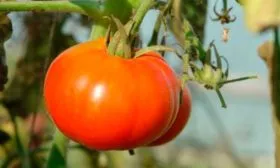 Дальнейшие действия