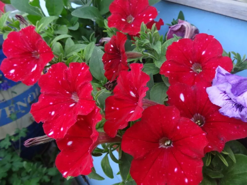 Петунии самые популярные цветы у дачников
