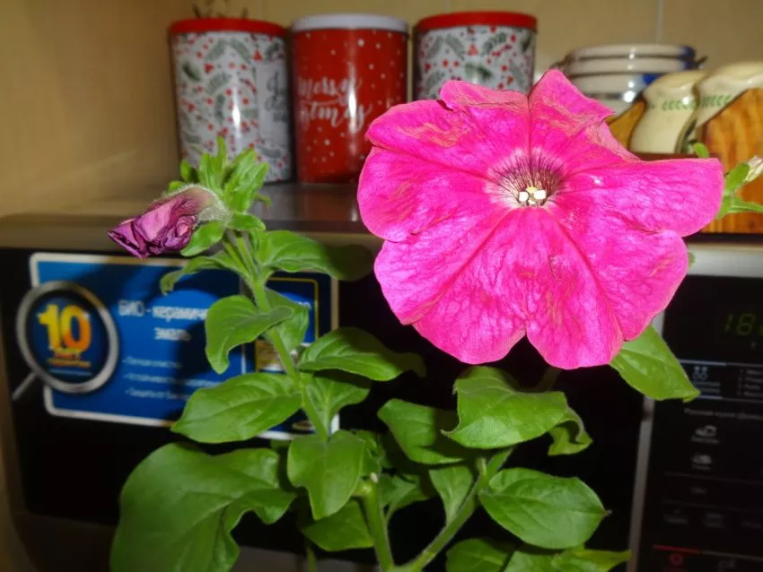 Петунии самые популярные цветы у дачников