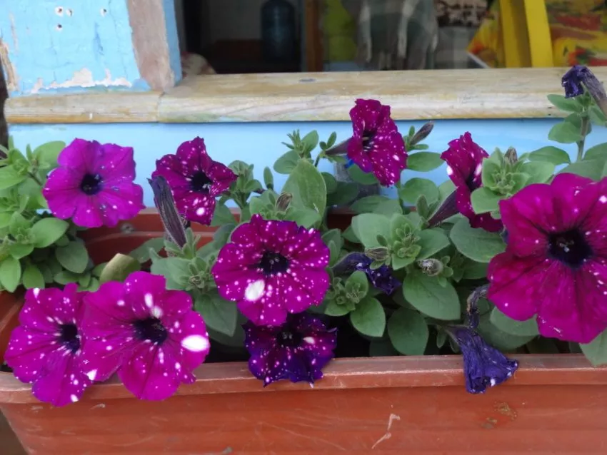 Петунии самые популярные цветы у дачников