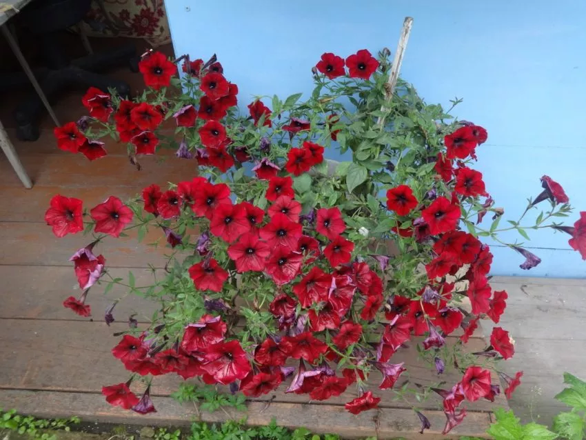 Петунии самые популярные цветы у дачников