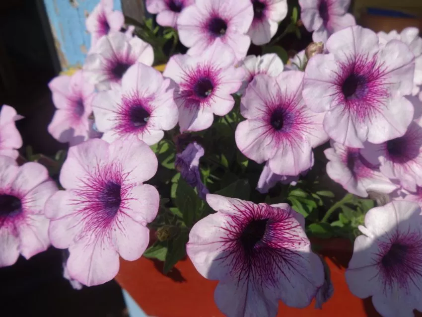 Петунии самые популярные цветы у дачников