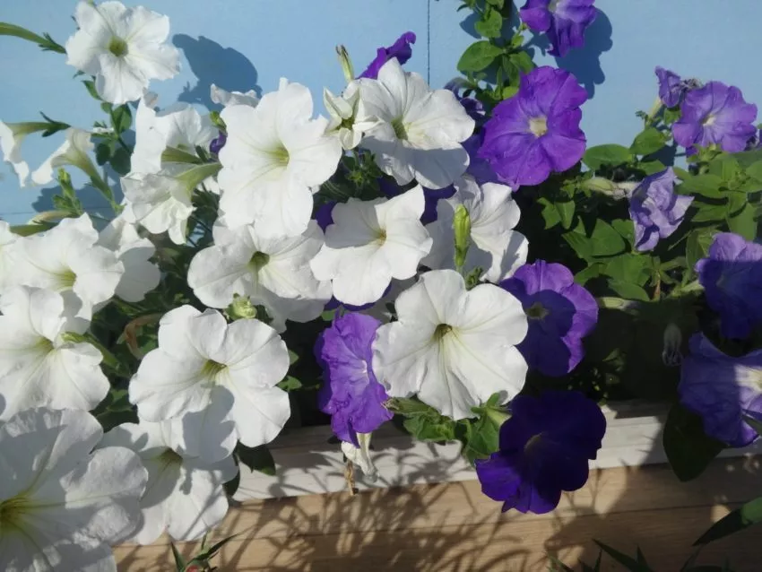 Петунии самые популярные цветы у дачников
