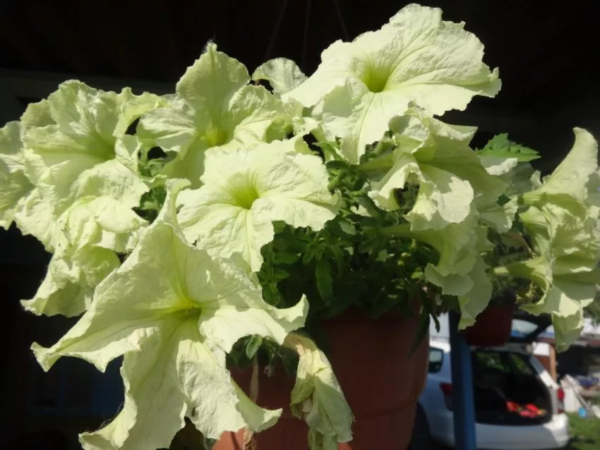 Петунии самые популярные цветы у дачников