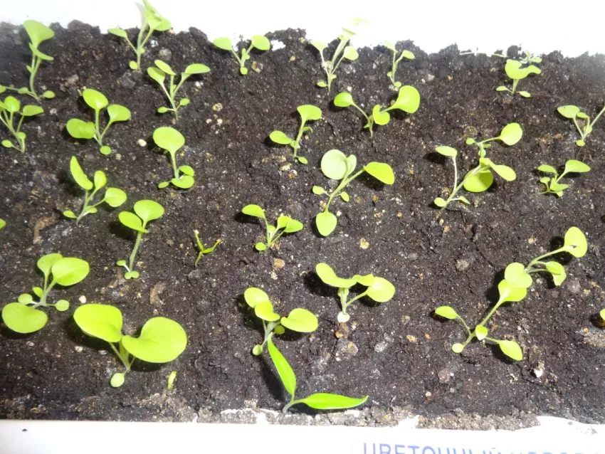 Петунии самые популярные цветы у дачников