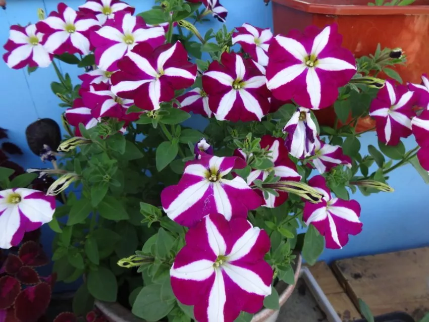 Петунии самые популярные цветы у дачников