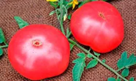 Период созревания, урожайность