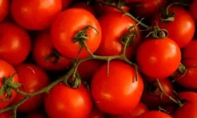 Описание растения и плодов