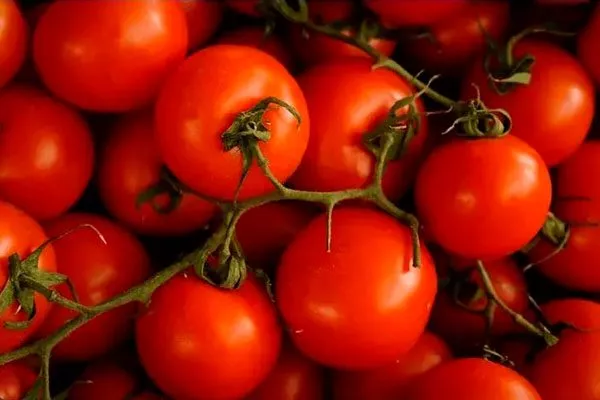 Описание растения и плодов