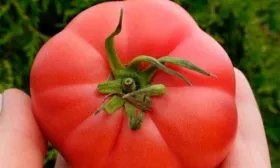 описание плодов