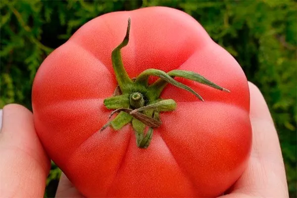 описание плодов