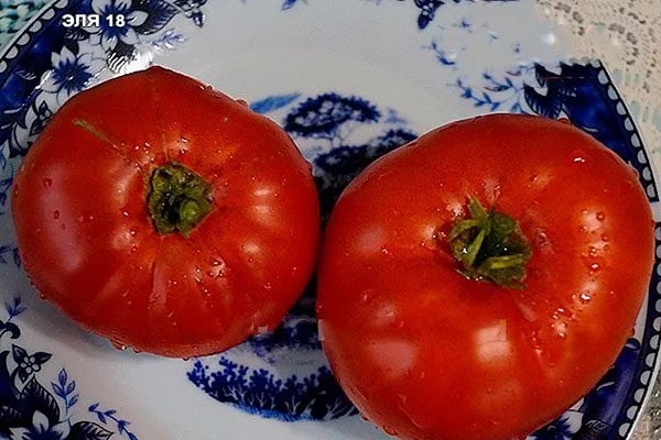 Характеристики томата Эля