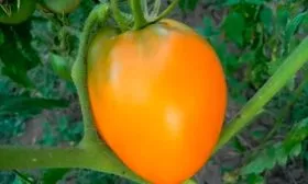 Основные характеристики