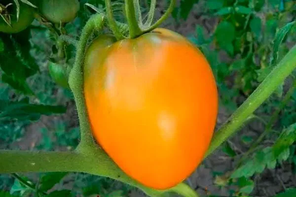 Основные характеристики2