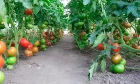 Продуктивность, время созревания