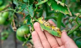 Болезни и вредители