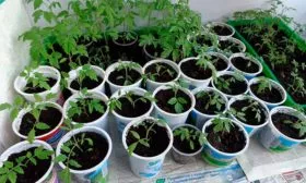 Выращивание рассады