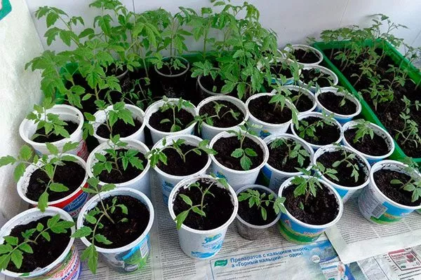 Выращивание рассады