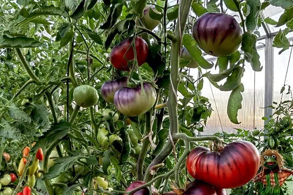 Описание сорта