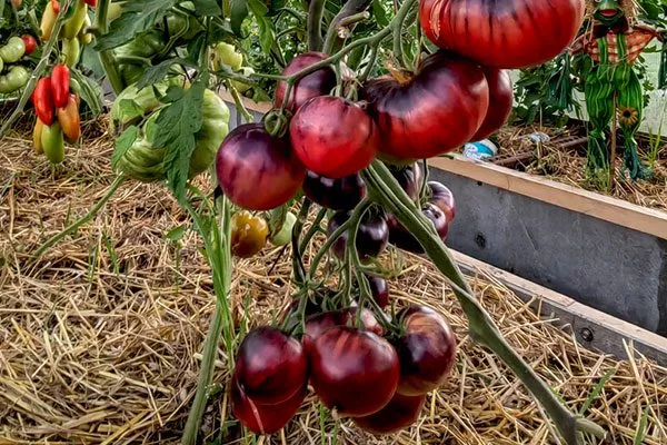 Кто вывел томат Сибирский тигр розовый