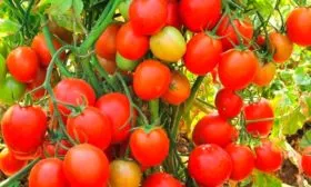 Урожайность и плодоношение