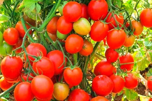 Урожайность и плодоношение