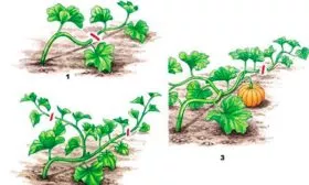 Формирование