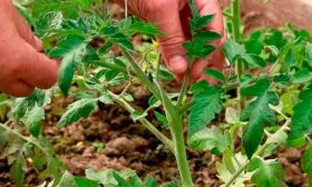 Формирование и подвязка