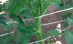 Формирование и подвязка