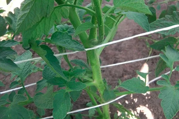 Формирование и подвязка