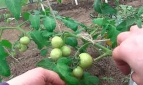 Формирование и подвязка