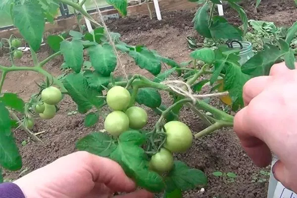 Формирование и подвязка