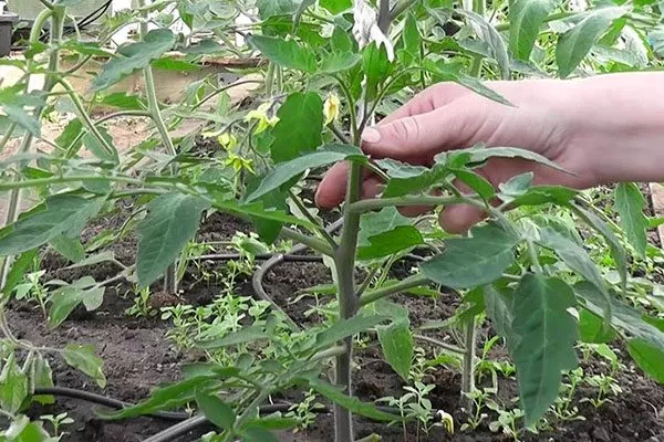 Формирование и подвязка