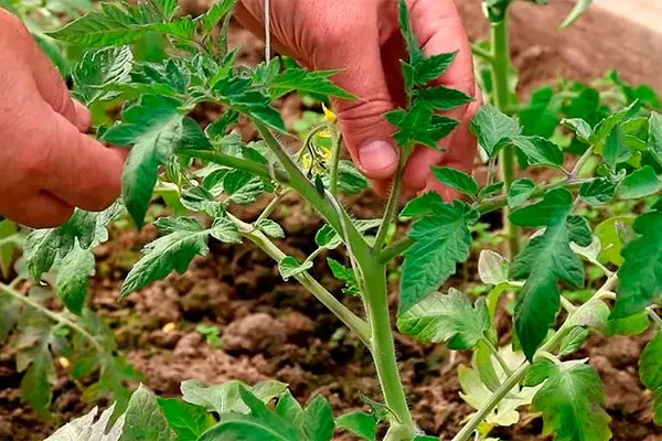 Формирование и подвязка