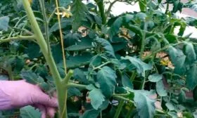 Формирование и подвязка